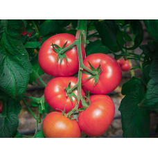 Tomate Clarosa F1 250 seminte