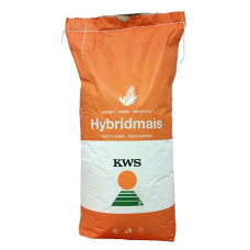 Seminte de porumb KWS 2370, FAO 290, 50.000 boabe